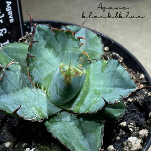 A@AKx `^m^ ubNu[(ubNAhu[) 3.5@pAKx A 󏭎  Ă₷ RN^[E}jA agave titanota black and blue