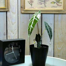 観葉植物　アロカシア アマゾニカ 4号(おまかせ1鉢)　インテリア オシャレ 可愛い カワイイ カッコイイ