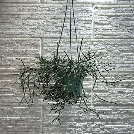訳あり　観葉植物　リプサリス バーケリー 5号 吊り　可愛い かわいい おしゃれ インテリア 室内