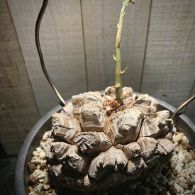 塊根植物　アフリカ亀甲竜 4.5号　コーデックス カッコいい おしゃれ 一点物