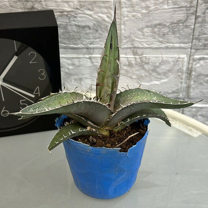 楽天市場】多肉植物 アガベ チタノタ FO-076 3号 ポット インテリア 