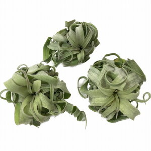 GAvc@XgvgtB SSSTCY(Ƀ~j) `󂨂܂1@LZOtBJɎ`WA J[`hVA ϗtA CeAO[  킢 