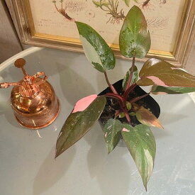 観葉植物　フィロデンドロン ピンクプリンセス 3.5号　レア 珍しい 希少種 かわいい 可愛い おしゃれ インテリアグリーン