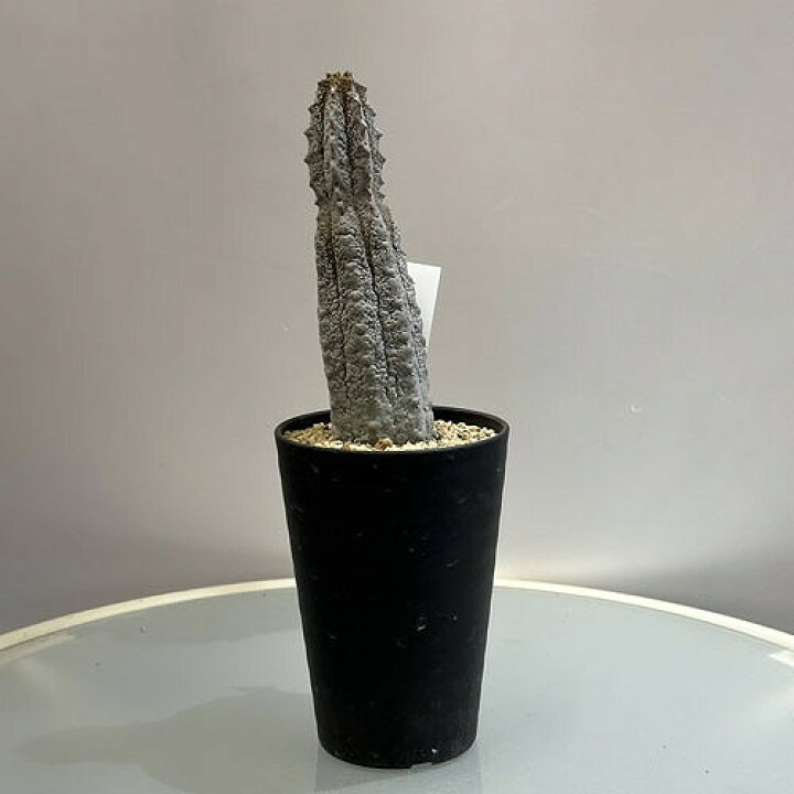 楽天市場】多肉植物 ユーフォルビア アブデルクリ 3.5号 個体B レア 