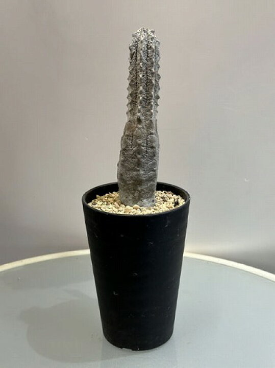 楽天市場】多肉植物 ユーフォルビア アブデルクリ 3.5号 個体C レア 