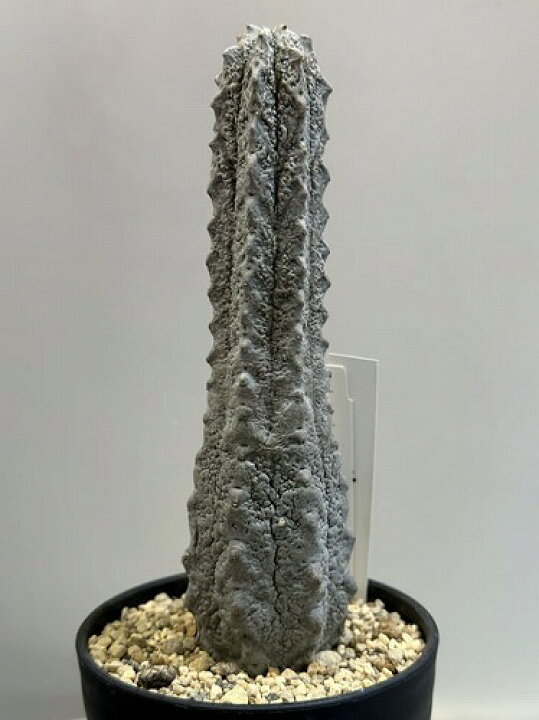 楽天市場】多肉植物 ユーフォルビア アブデルクリ 3.5号 個体F レア 