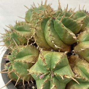 多肉植物 ユーフォルビア 笹蟹丸ハイブリッド 5号 ユーホルビア おしゃれ インテリア 現物 一点もの