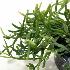 観葉植物　リプサリス エワルディアナ 4号吊り鉢(黒)　訳あり　森のサボテン インテリア おしゃれ 育てやすい