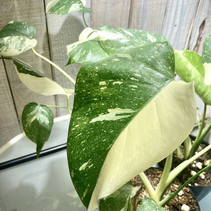 楽天市場】観葉植物 斑入り モンステラ 斑多め 3.5号ポット(個体 
