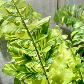 シダ　ネフロレピス ホワイトタイガー 5号 吊り鉢　観葉植物 インテリア オシャレ かわいい カワイイ 可愛い