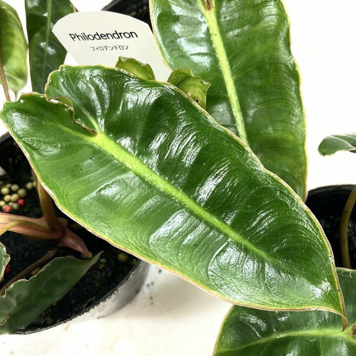楽天市場】観葉植物 フィロデンドロン ビレッティアエ 3号ポット 