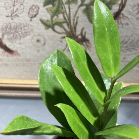 観葉植物　ザミオクルカス ザミフォーリア(ザミフォリア) 3号角鉢　インテリア 可愛い かわいい カワイイ オシャレ 素材