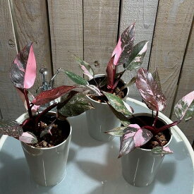 【訳あり葉傷みあり】観葉植物　フィロデンドロン マーブルピンクプリンセス ギャラクシー 4号　インテリア オシャレ カワイイ 可愛い 室内