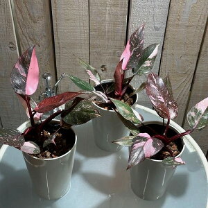 �y�󂠂�t���݂���z�ϗt�A���@�t�B���f���h���� �}�[�u���s���N�v�����Z�X �M�����N�V�[ 4���@�C���e���A �I�V���� �J���C�C ���� ����