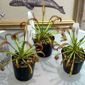 食虫植物　ドロセラ カペンシス 2号　インテリア カワイイ 可愛い オシャレ 現品 現物 一点もの