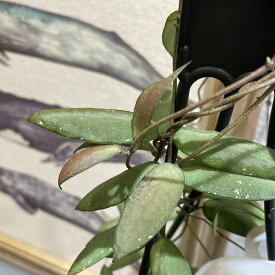 観葉植物　ホヤ(サクララン) シギラティス アラス リバー 4号吊り鉢　インテリア カワイイ 可愛い オシャレ 室内