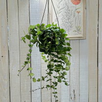 楽天市場】パンダナス（観葉植物｜花・観葉植物）：花・ガーデン・DIY 