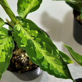 観葉植物　アグラオネマ ピクタム 3号 ポット　インテリア カワイイ 可愛い オシャレ 室内