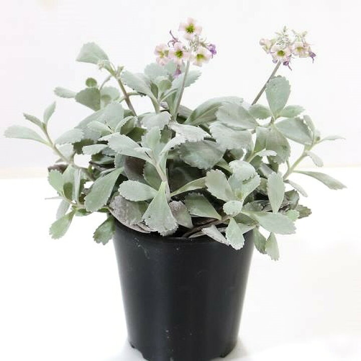 楽天市場】観葉植物 カランコエ プミラ 白銀の舞(銀葉) 4号ポット 多肉 