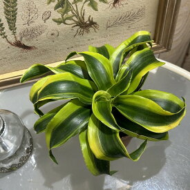 観葉植物　ドラセナ デレメンシス トルネード 3.5号　インテリア オシャレ カワイイ 可愛い 室内