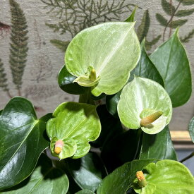 観葉植物　アンスリウム クリーンハート 3.5号　インテリア オシャレ カワイイ 可愛い 室内