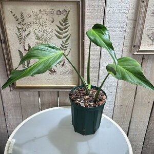 y󂠂zϗtA@Xe o[}NX t[ 5(}) Ci@CeA JCC   i  _