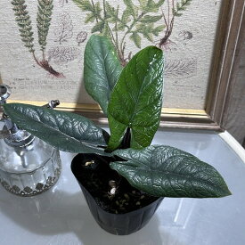 観葉植物　アロカシア スカルプラム 3.5号ポット　インテリア オシャレ カワイイ 可愛い 室内