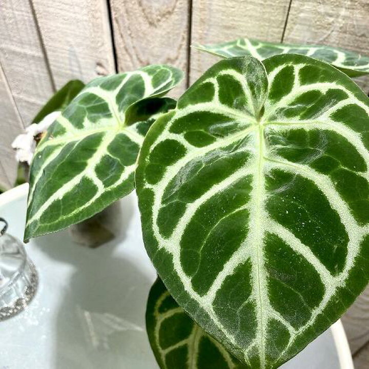 楽天市場】観葉植物 アンスリウム ドラヤキ sp. 4号ﾛﾝｸﾞ 激レア 