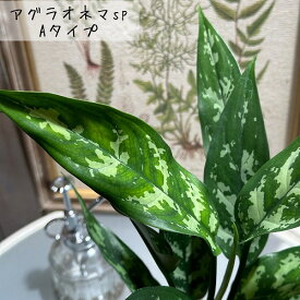 観葉植物　アグラオネマ sp. 4号ロング　インテリア オシャレ 可愛い かわいい 室内