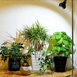 楽天市場 Barrel Amateras アマテラス Led 10w 植物育成灯 アクアリウム テラリウム パルダリウム 太陽光led 水草 育成 観葉植物 Barrel ｌｅａｆｓ