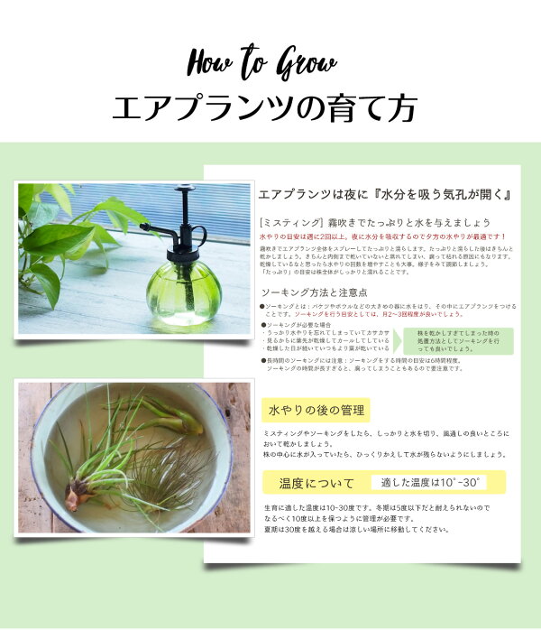 楽天市場 エアプランツ チランジア キセログラフィカ Sサイズ 15cm前後 エアープランツ エアプランツ 観葉植物 ティランジア チランジア 壁掛け 吊り下げ インテリア 誕生日 ギフト 丈夫 人気 育てやすい ハンキング リーベン ヨーロッパの暮らし