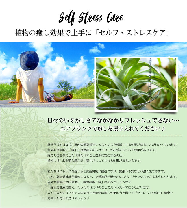楽天市場 名入れ ギフト プレゼント 植物 Flame In Tillandsia x25cm 壁掛け フレーム 寄せ植え エアープランツ エアプランツ 観葉植物 母の日 母 お誕生日 プレゼント高級 おしゃれ お祝い 還暦祝い 古希 喜寿 米寿 長寿 リーベン ヨーロッパの暮らし