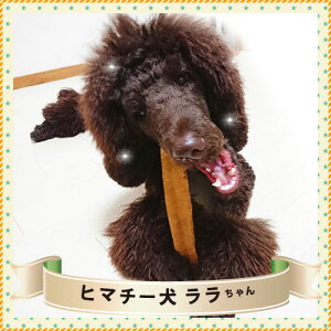 楽天市場 Lサイズ 単品 ヒマラヤチーズ スティック ロアジス正規品 ヒマラヤチーズはロアジスの登録商標です 犬用オヤツ ペットスナック 無添加 チーズ100 長持ちナチュラルガム 低カロリー 2本購入で送料無料 ロアジス ナチュラル Pet Life