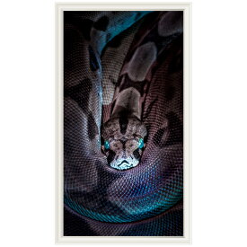 蛇 ヘビ ウォールステッカー 日本製 壁紙 爬虫類 アナコンダ スネーク 写真 ポスター シール