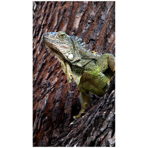 COAi gJQ ঒ { EH[XebJ[ ǎ ʐ^ |X^[ V[