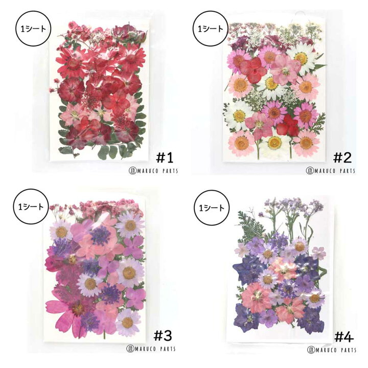 楽天市場 押し花 ドライフラワー セット 1シート レジン 封入 花 天然素材 ナチュラル Diy ハンドメイド ピアス イヤリング ブレスレット スマホケース作りに ハンドメイドパーツ ss Maruco Parts