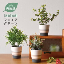 楽天市場】ベンジャミン バロック（人工観葉植物｜造花・人工観葉植物 
