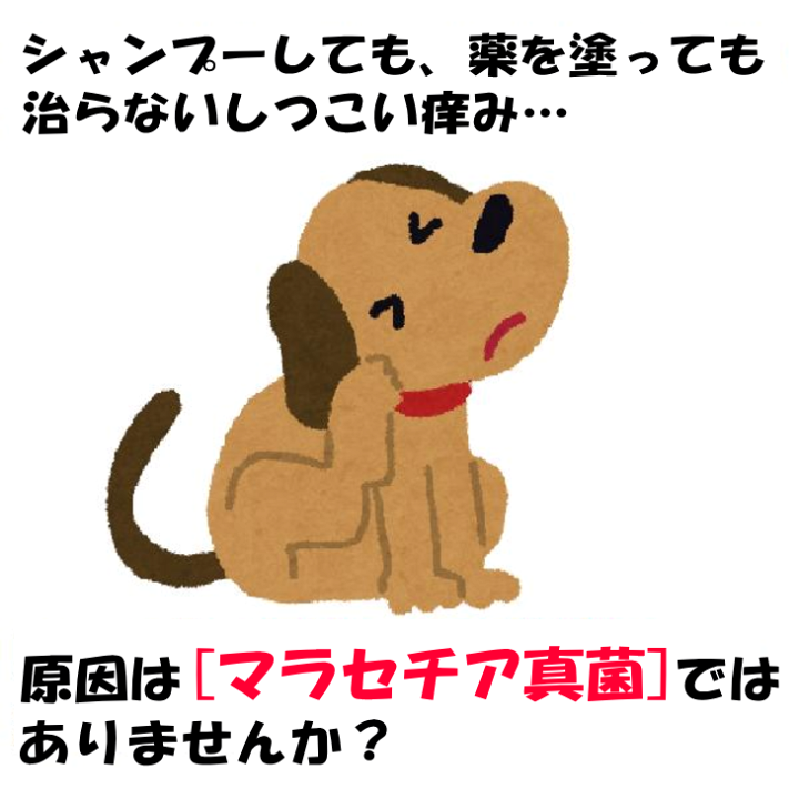 楽天市場 あらいはま痒がるイヌ専用 1本10ml 送料無料 初回限定 犬用 いぬ用 かゆがる犬用 自然派 通販のお店 がいや