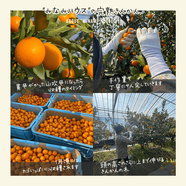掲示板】【特別栽培】ハウス完熟きんかん 【公式通販】