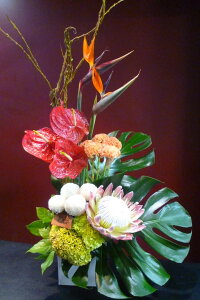 Xg`A s|e KingProtea LOveA