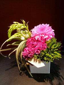 yAWgzPink Dahlia _A I[j\K J[l[V EJfh ~XJTX