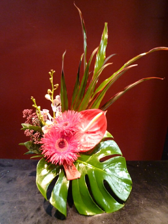 楽天市場 アレンジメント アンスリウム ガーベラ 蘭 モカラ スキミア モンステラ ドラセナ ファウンテングリーン Mobbs