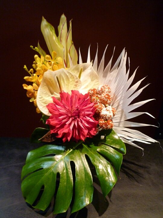 楽天市場 ビローヤシ スプレーマム ダリア モカラ アンスリウム モンステラ ドラセナ Mobbs