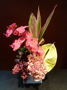 yAWgzӒ t@mvVX J[l[V AXE ybp[x[ hZit@C[o[h