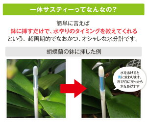 これでもう迷わない!色がかわっておしえてくれる!ランの水やりのタイミングがわかる!『鉢植え植物専用水分計sus・teeサスティー』