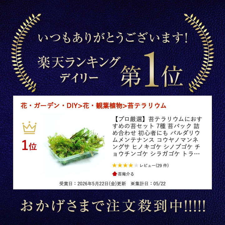 dk　テラリウム用　苔詰め合わせ　贅沢盛り　M×10 楽天市場】【プロ厳選】苔テラリウムにおすすめの苔セット 7種 苔