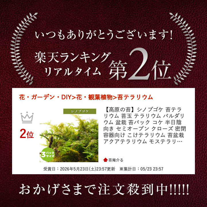 楽天市場】【高原の苔】シノブゴケ 苔テラリウム 苔玉 テラリウム