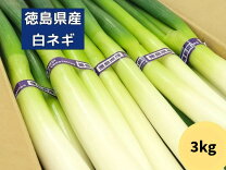 楽天市場】長ネギ（総重量（野菜）3.0 ～ 3.9kg）の通販