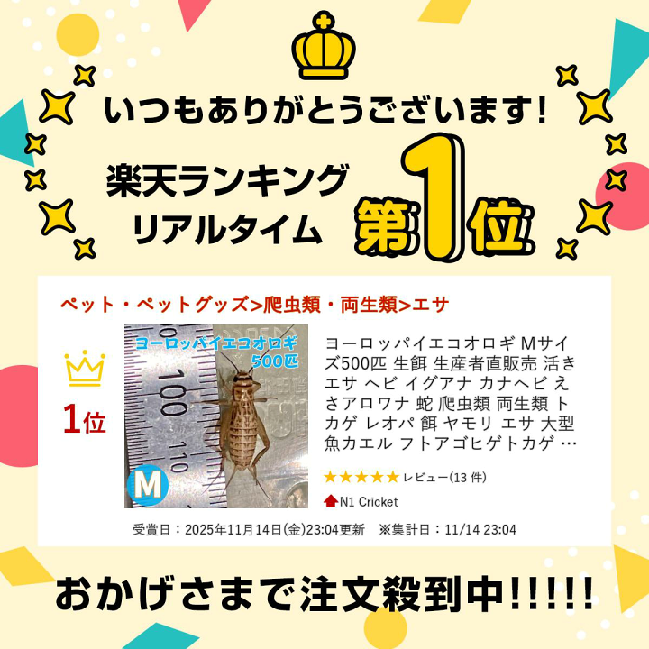 楽天市場】ヨーロッパイエコオロギ Mサイズ 500匹 生餌 生産者直販売