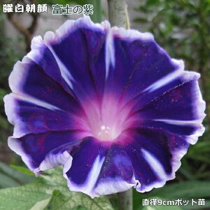 アサガオ 苗 苗の人気商品 通販 価格比較 価格 Com